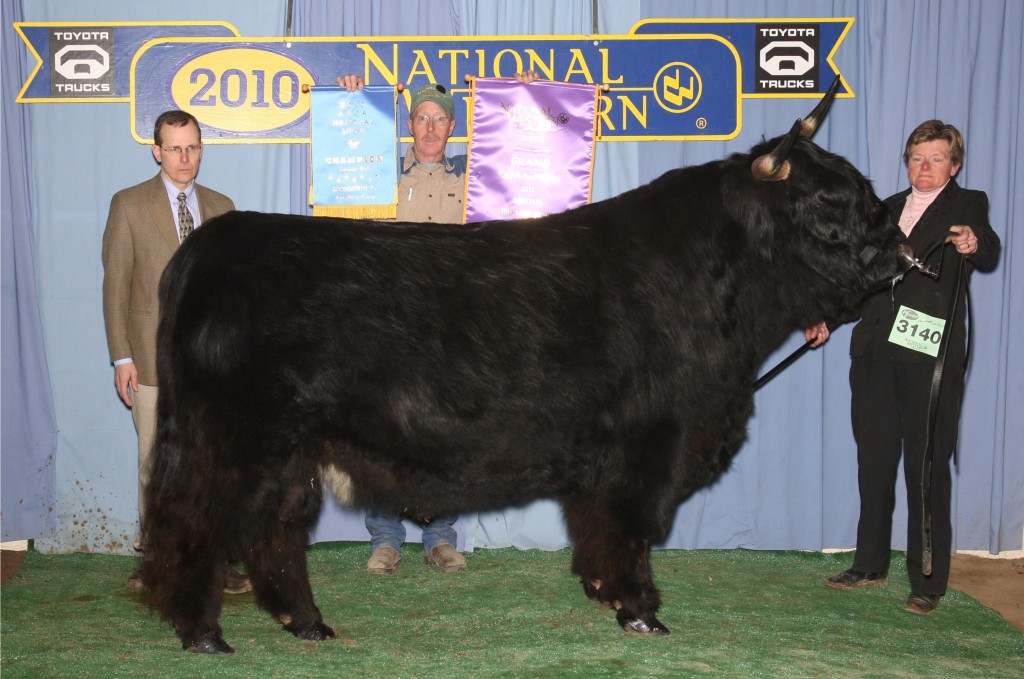 2010 Grand Champion Bull Koal- purtied up