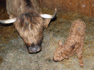 Brand new Highland calf