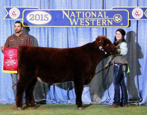 2015 Reserve Crossbred Prospect Steer Champion & Bailey McConnell